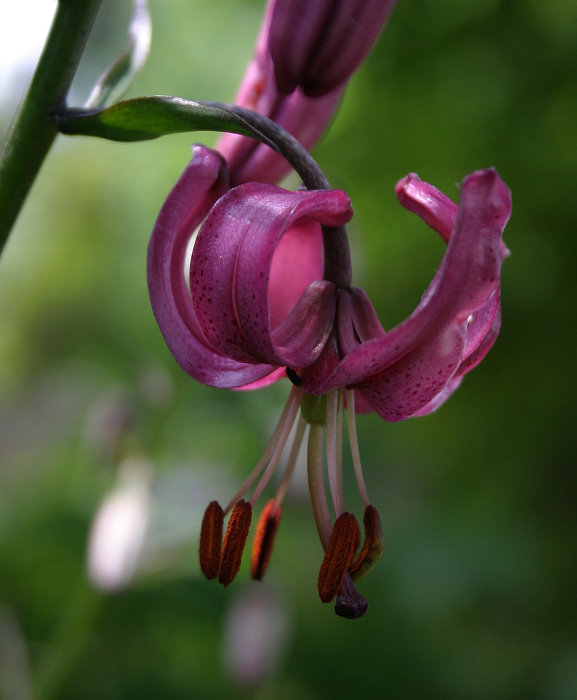 Lilium martagon var. daugavense
