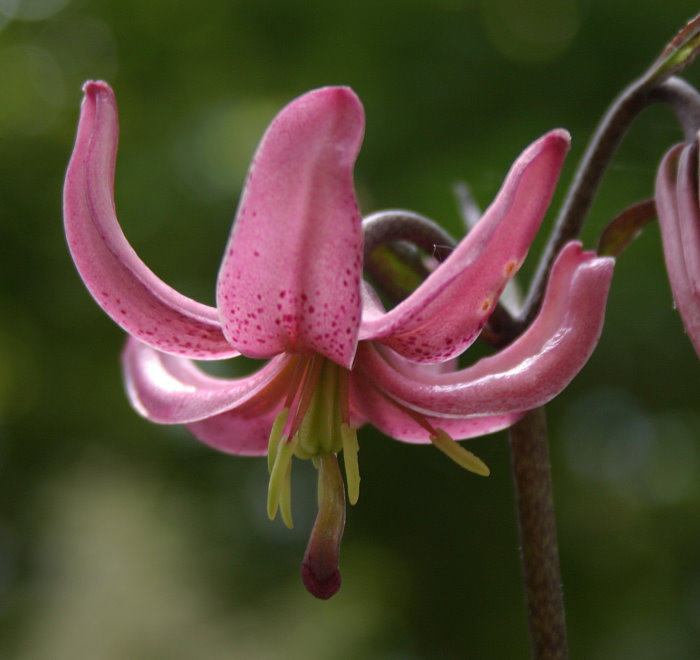 Lilium martagon var. daugavense
