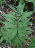 Lilium martagon var. daugavense - Habitus