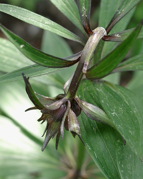 Lilium martagon var. daugavense - Knospen