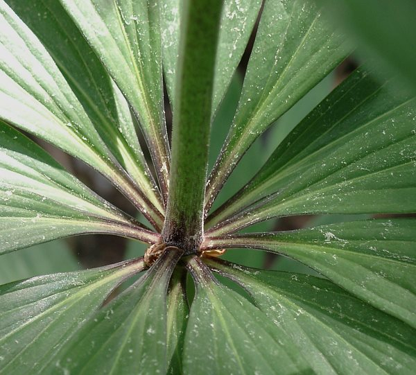 Lilium martagon var. daugavense - Blattquirl