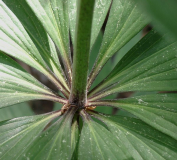 Lilium martagon var. daugavense - Blattquirl