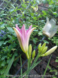 hemerocallis chosen love 5.jpg