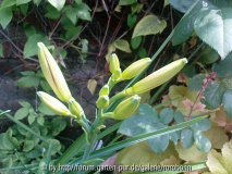 hemerocallis chosen love 3_ jpg.jpg