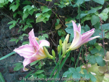 hemerocallis chosen love4.jpg