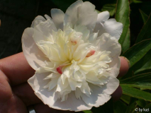 Pfingstrose1-Blüte