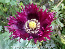 mohn geschlitzt.jpg