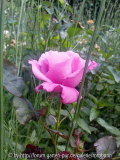 mauve melodee 3.jpg