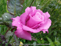 mauve melodee 1.jpg