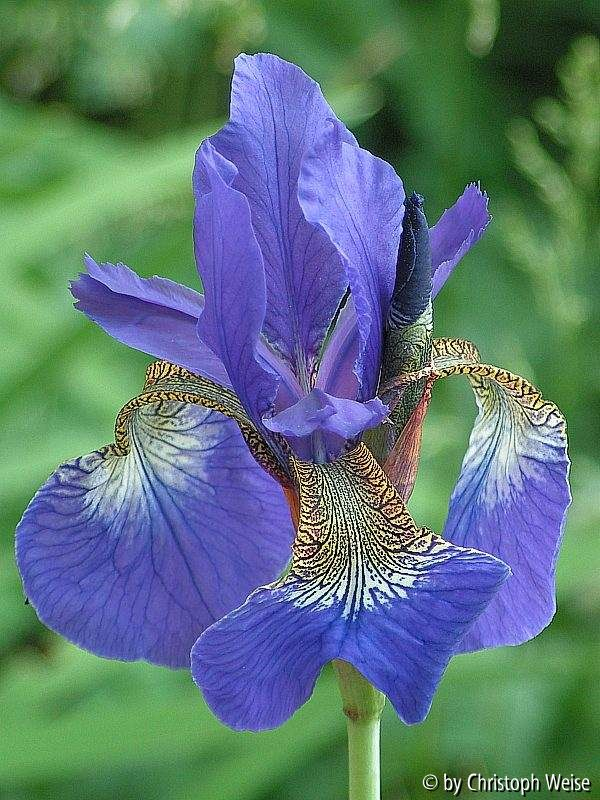 Iris
