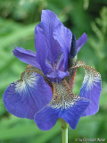 Iris