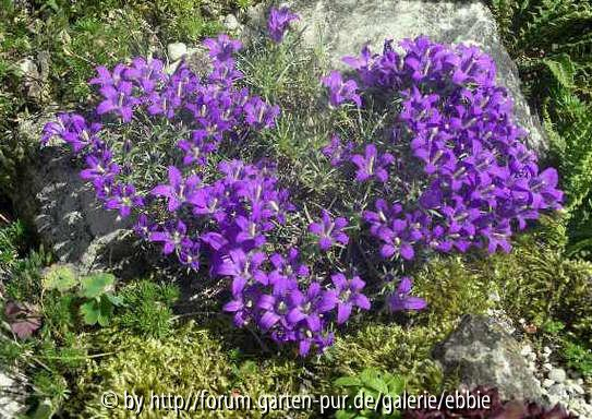 Edraianthus pumilio