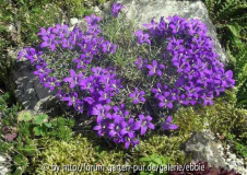 Edraianthus pumilio