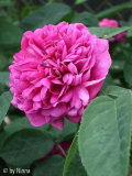 Rose de Resht