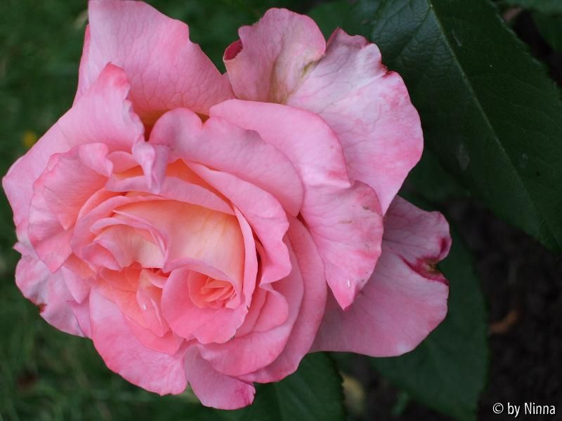 Augusta Louise