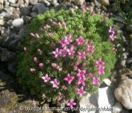 Asperula gussonei