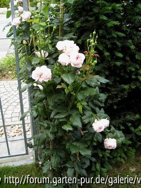 Nahema_08_Juni_2008