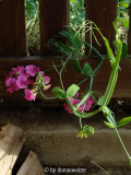 Lathyrus latifolia