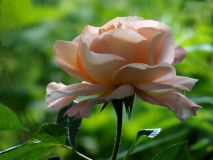 Sängerhauser Jubileumsrose