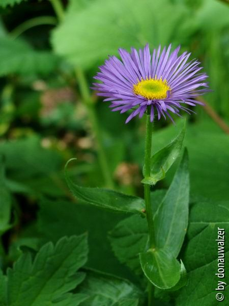 Erigeron 
