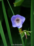 Geranium ???
