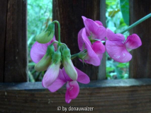 Lathyrus latifolia