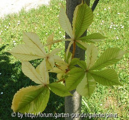 weißbuntes Kastanienlaub