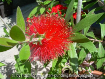 Zylinderputzer (Callistemon citrinum)