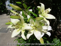 Lilium x asiaticum
