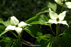 Cornus kousa 'Milky Way'