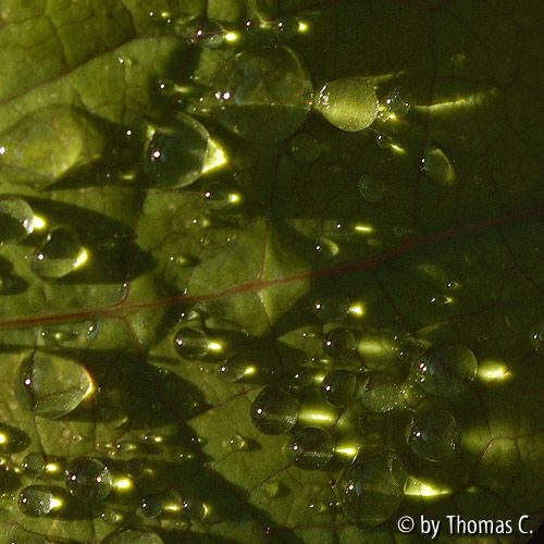 Federmohn-Tropfen