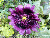 mohn halbgefüllt 2.jpg