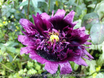 mohn halbegefüllt 1.jpg