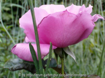 mauve melodee 3~0.jpg