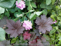 jenny duval mit dunkler heuchera.jpg