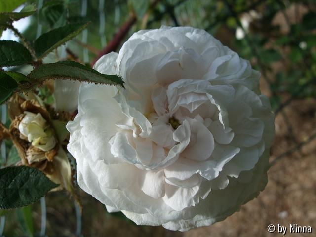 unbekannte Moosrose