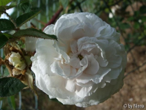 unbekannte Moosrose