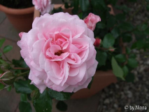 Octavia Hill