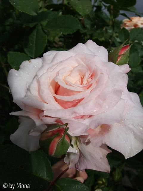 Johann Strauss