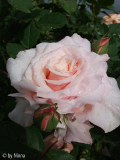 Johann Strauss