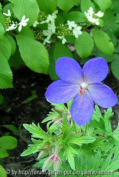 Geranium Johnsons Blue