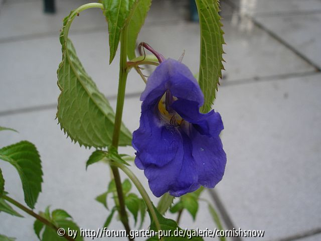 Impatiens namchabarwensis I