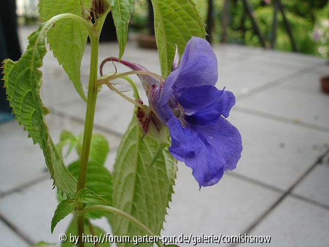 Impatiens namchabarwensis II