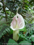 Arisaema candidissimum 2008