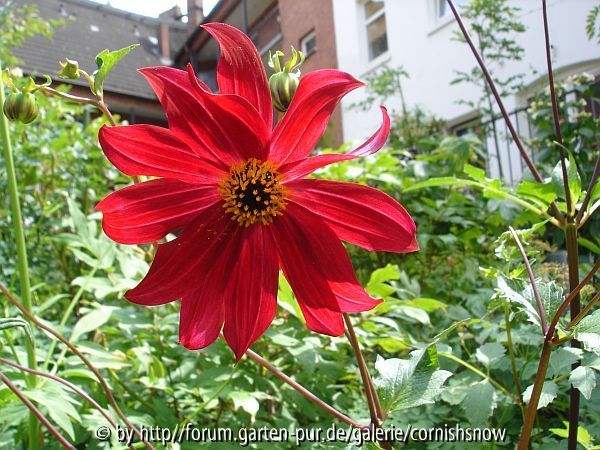 Dahlia atroviolacea 2008