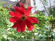 Dahlia atropurpurea 2008