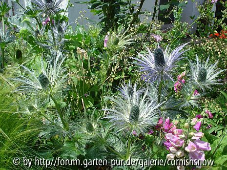 Eryngium alpinum I