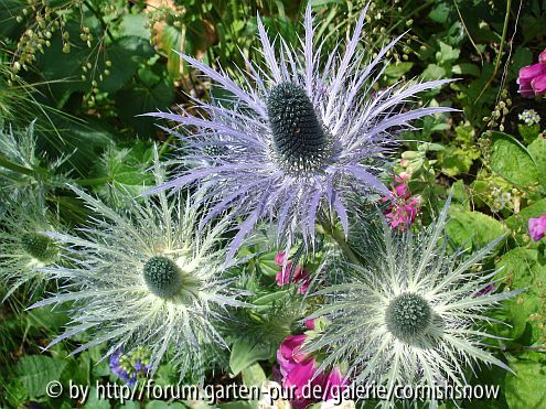 Eryngium alpinum II