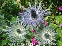Eryngium alpinum II