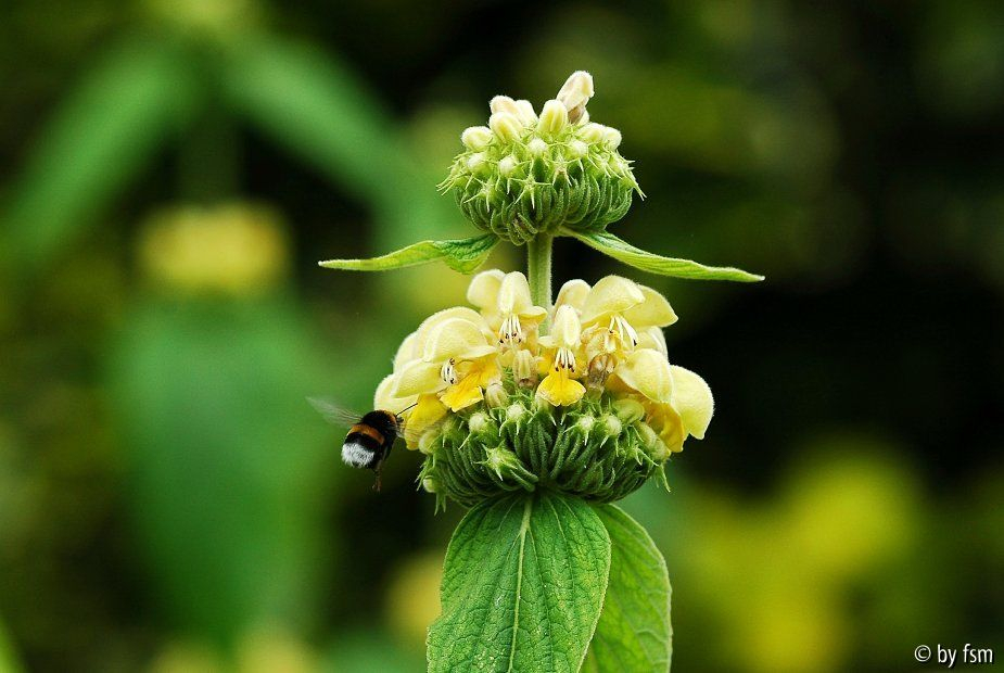 Phlomis 1 14-06-2008